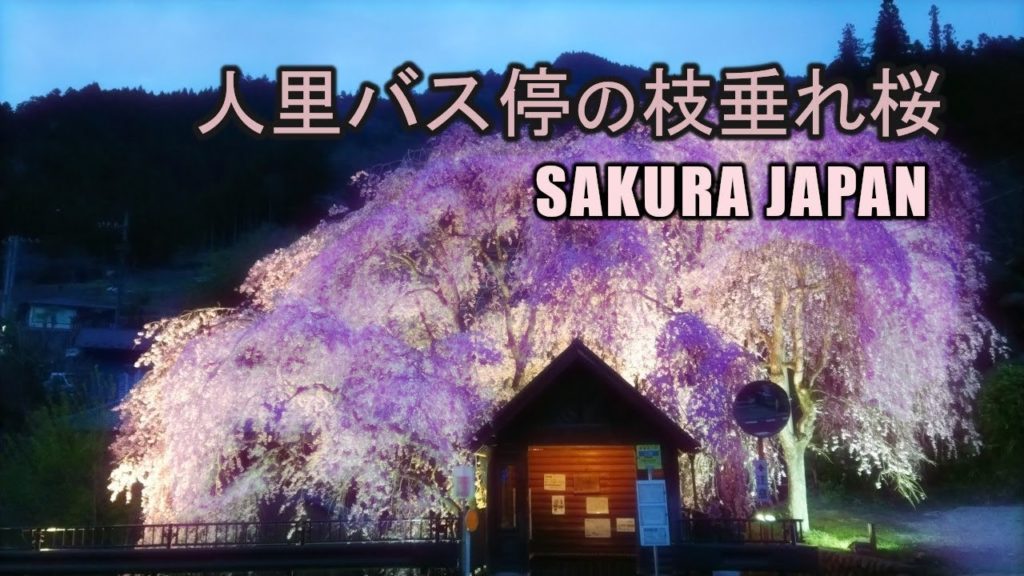 2019 Tokyo Hinohara Village Henbori Bus Stop Sakura Cherry Blossom in Tokyo Japanese Festival