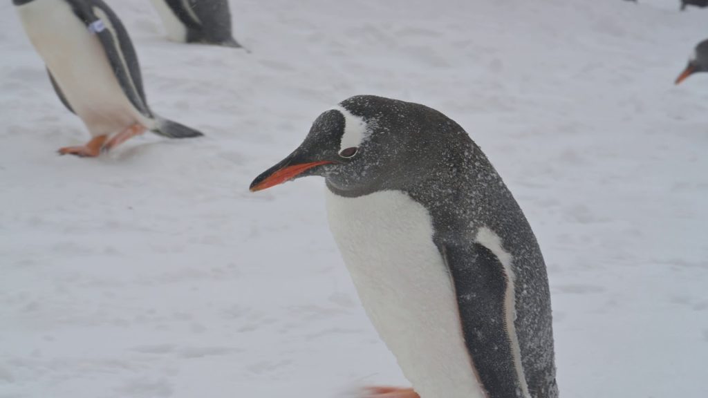 Otaru Aquarium Penguin Walk　小樽水族館　ペンギンウォーク