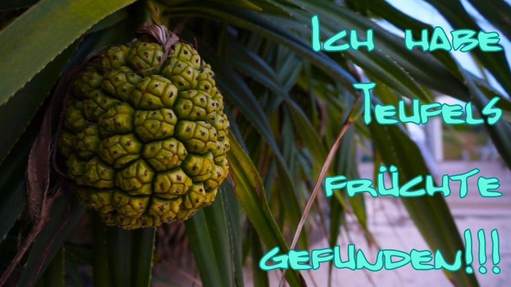 Sind das etwa Teufelsfrüchte? ~ Ferien in Okinawa