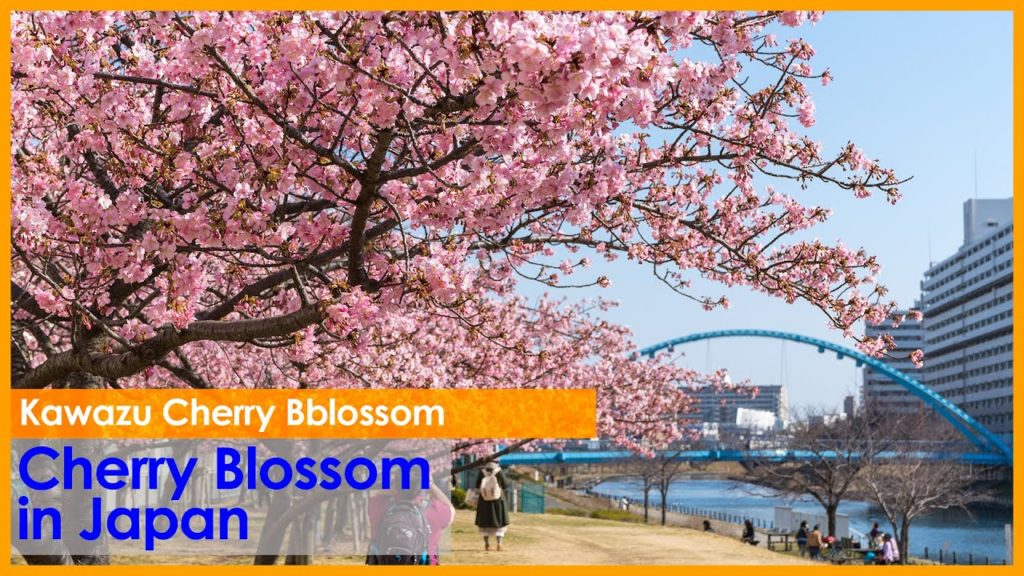 (Cherry Blossom Japan 2020🌸) Tokyo Kawazu Cherry Blossom along the old Nakagawa #河津桜 #旧中川 4K HDR