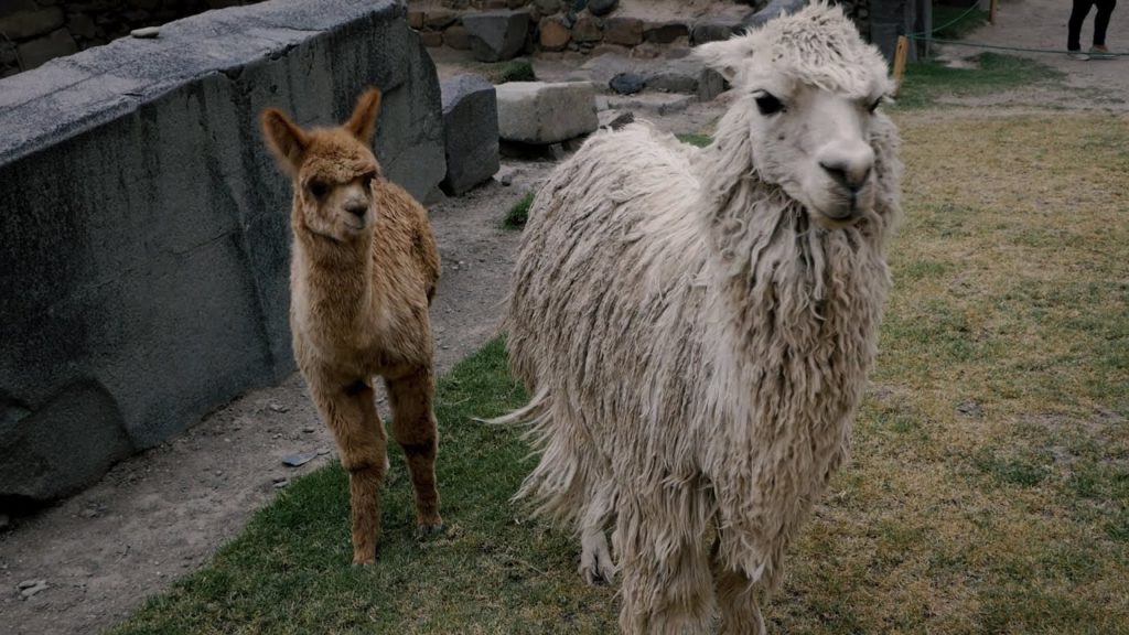 Viva Peru 🇵🇪 - My tribute to the beautiful Peru!