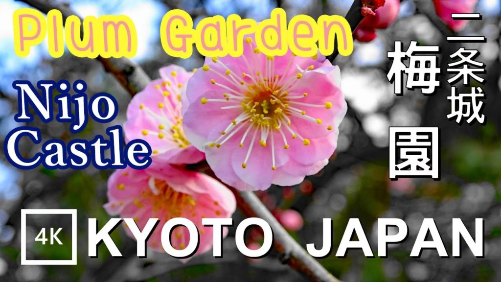 【4K】Nijo Castle Plum Garden Kyoto - 二条城の梅園 京都 | Japan walking guide