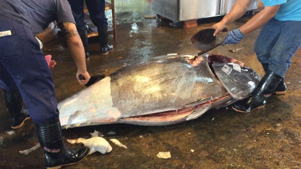 $10000 / 500 pounds   BLUEFIN TUNA CUTTING  & SUSHI  SASHIMI MEAL - Street Food
