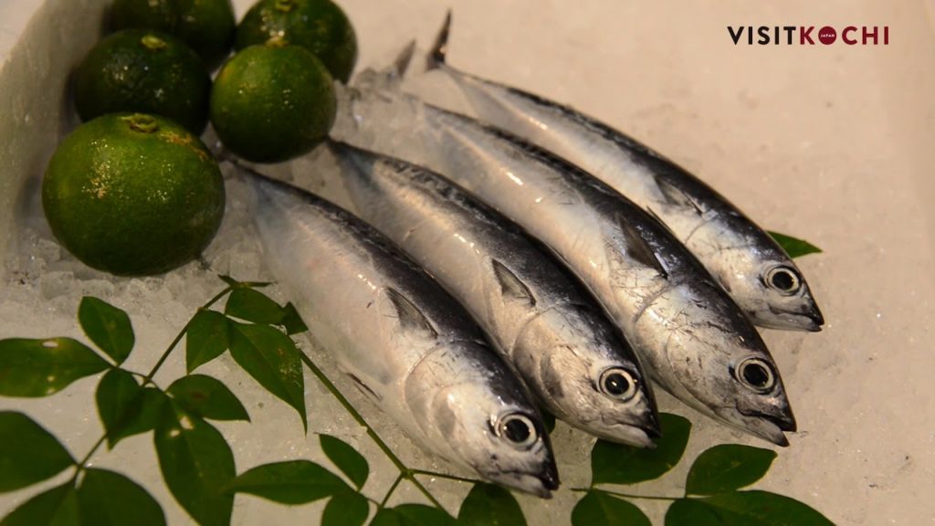 VISIT JAPAN KOCHI four seasons