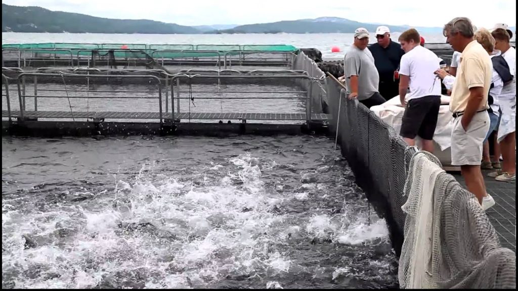 Feeding Frenzy at Fish Farm