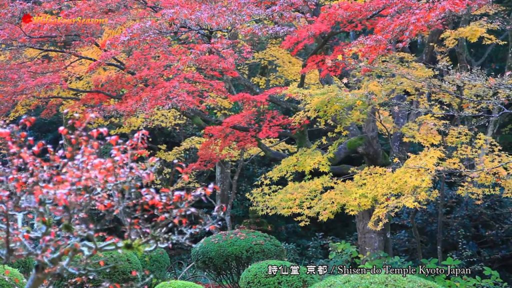 京都 詩仙堂の紅葉 Shisen-do Temple Kyoto Japan 【HD】 癒し 日本の風景　Scenery of Japan Autumn foliage Travel Guide