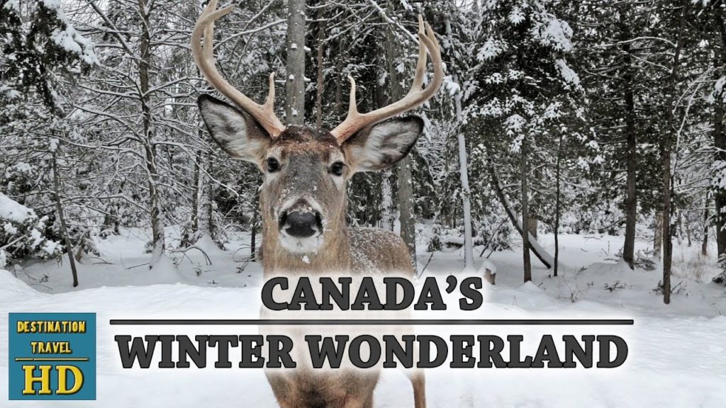 Park Omega & Petrie Island | Canada's Winter Wonderland | Destination Travel HD Park Omega & Petrie Island | Canada's Winter Wonderland | Destination Travel HD