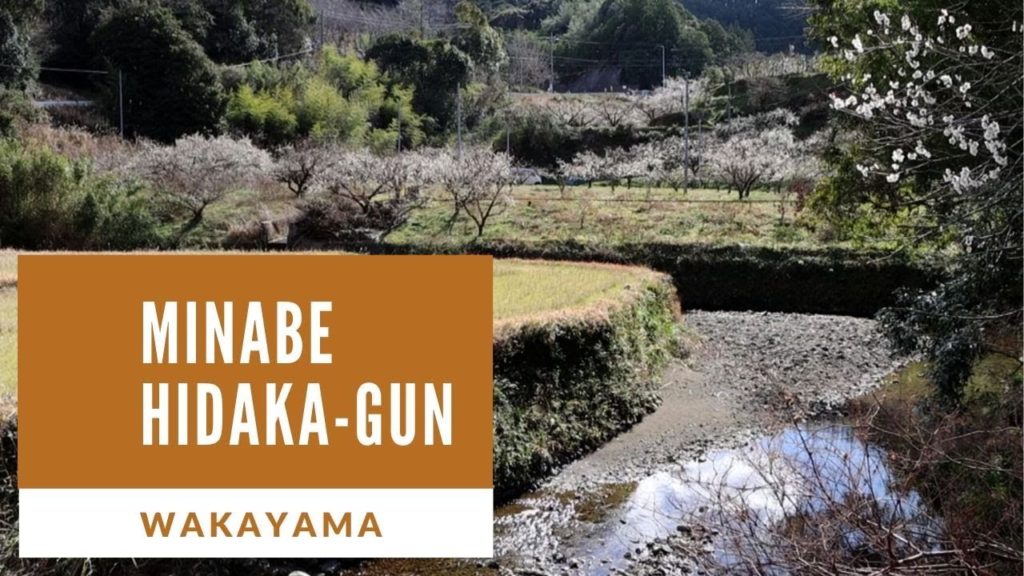 Minabe town is a countryside with a lot of Ume Travel Japan うろうろ日高郡