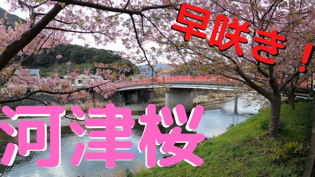 【旅動画】河津桜まつり　静岡県賀茂郡河津町　/　[Travel video] Kawazu Sakura Festival @ Kawazu-cho, Kamo-gun, Shizuoka