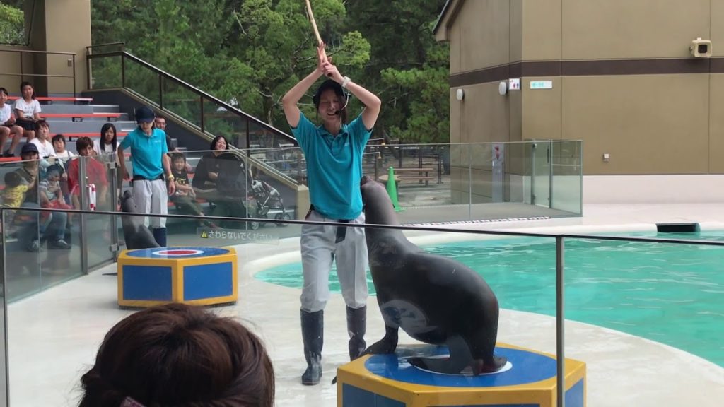 Where to go in Japan- Miyajima Island | Sea Lion Show Where to go in Japan- Miyajima Island | Sea Lion Show