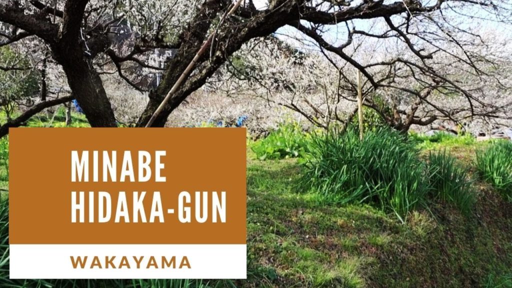 Minabe town is a countryside with a lot of Ume Travel Japan うろうろ日高郡