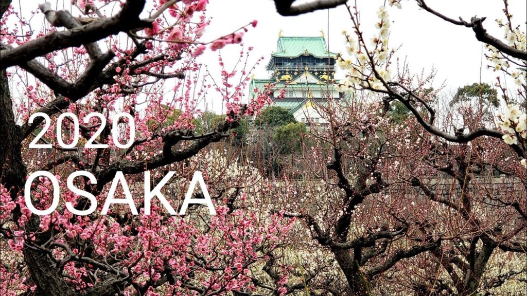 OSAKA 大阪城 梅の開花情報 外国人観光客も花見を楽しむ plum blossoms