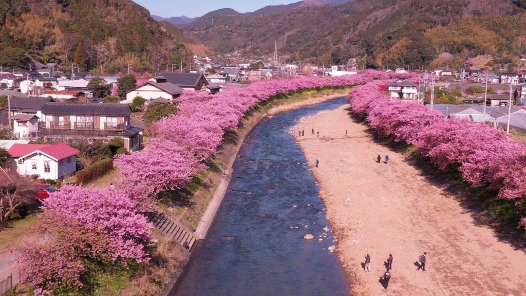 河津桜まつり ドローン映像