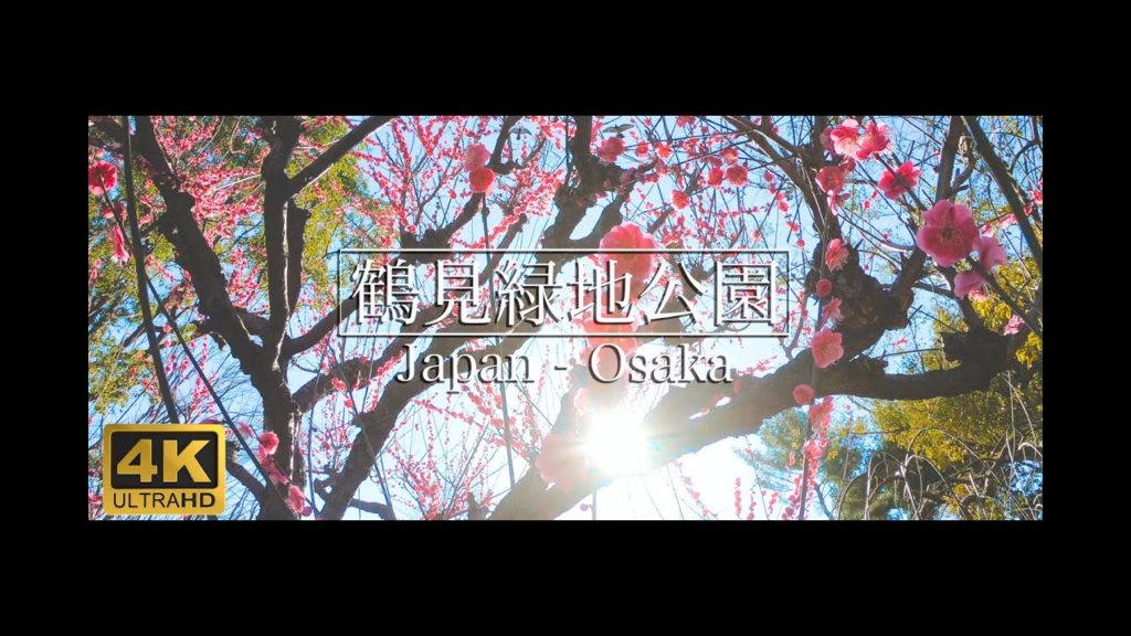 (2020年2月11日撮影)大阪府 - 鶴見緑地公園の梅林   4K  Japan osaka