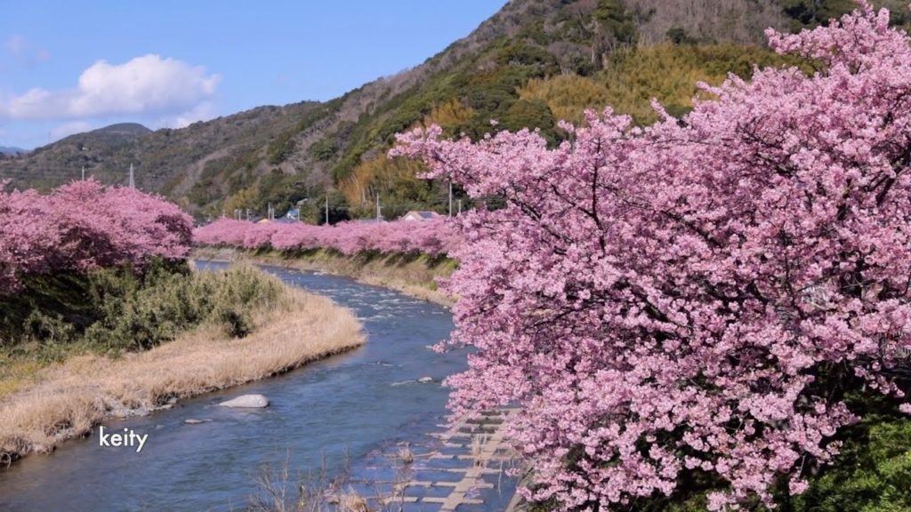 河津桜 Kawazu Cherry Blossoms 🌸Sakura🌸2020 Japan 河津桜 Kawazu Cherry Blossoms 🌸Sakura🌸2020 Japan