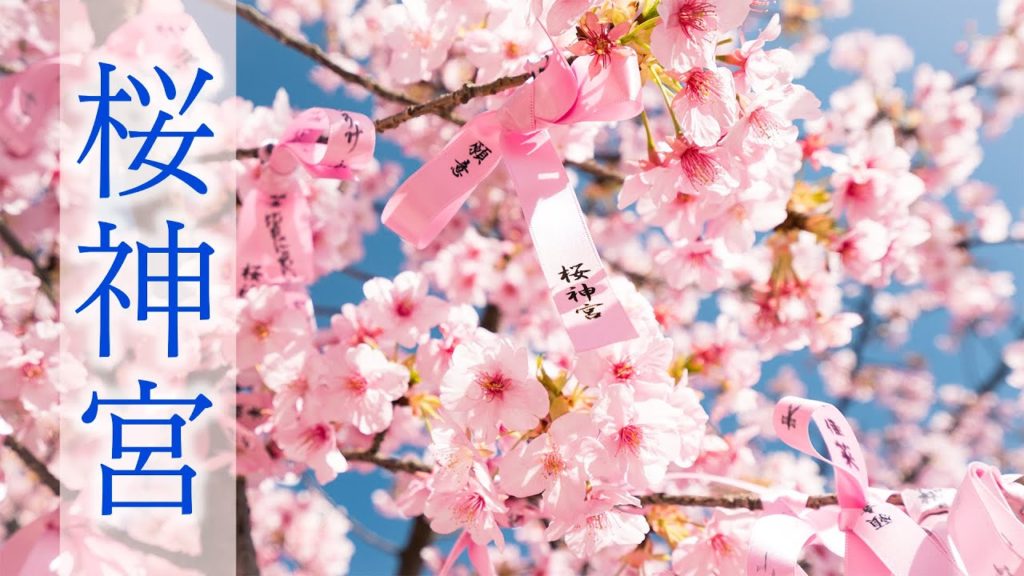 (Cherry Blossom Japan 2020🌸) Tokyo Kawazu Cherry Blossom of Sakura Jingu #河津桜 #桜神宮 4K HDR