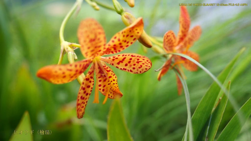 真夏の平尾台 Hiraodai(4K Panasonic LUMIX DC-G9PRO)