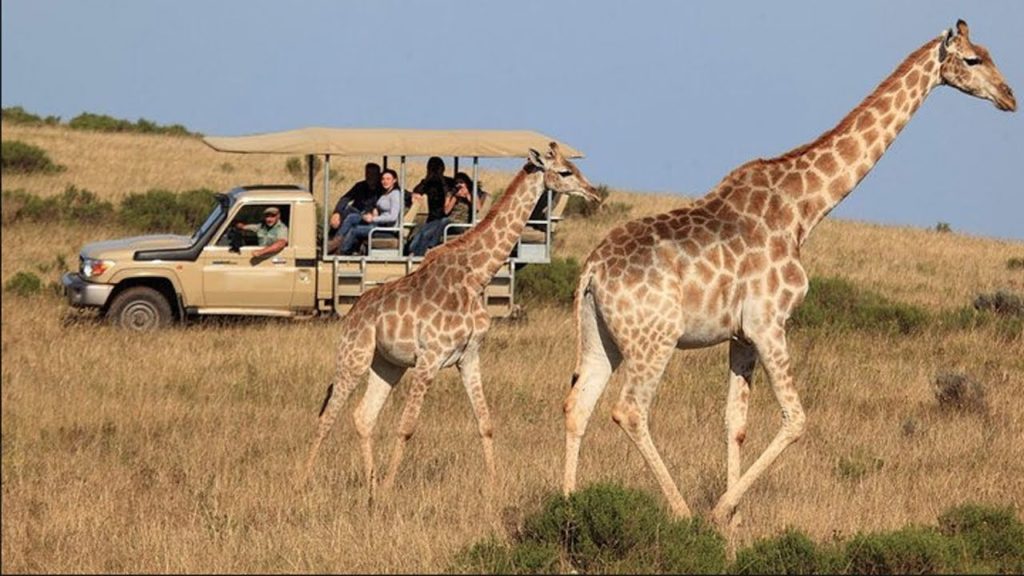 3-Day Garden Route Tour and Safari from Cape Town, South Africa