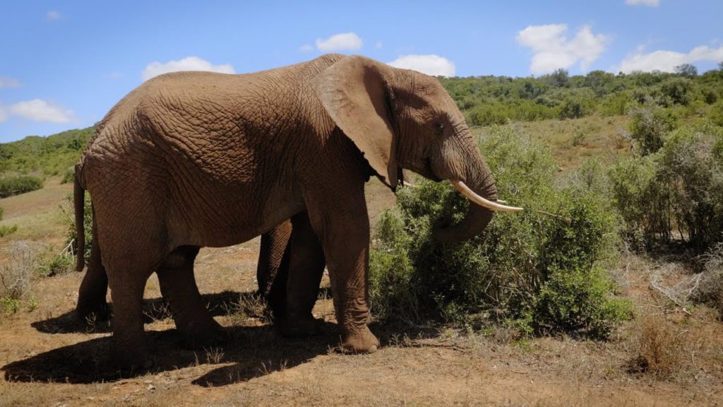 Addo Elephant National Park, South Africa