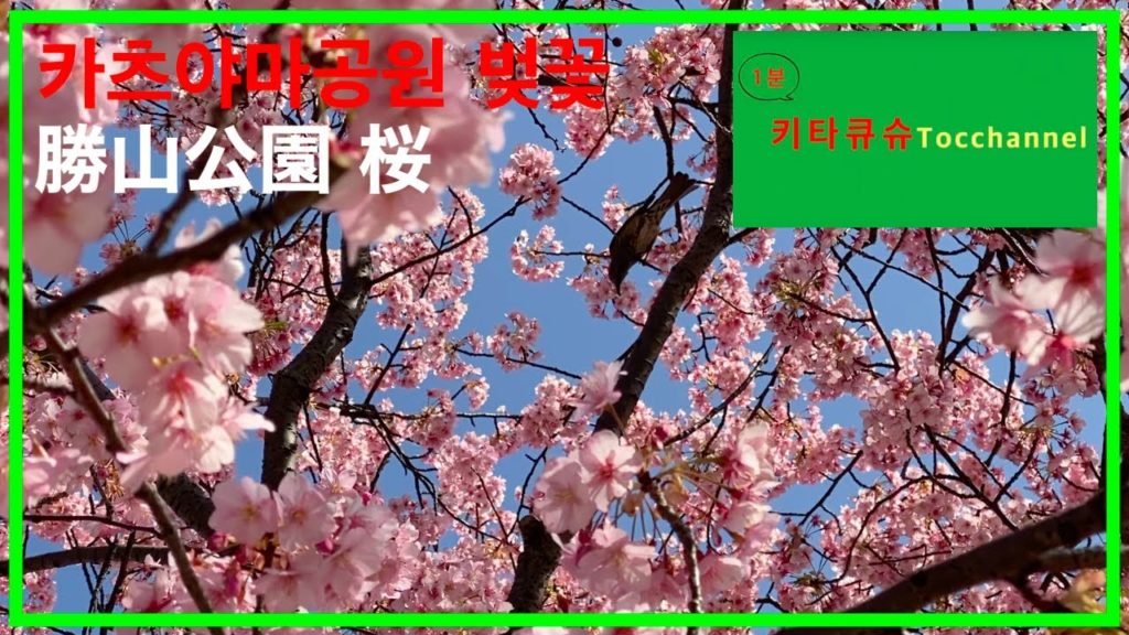 【1분키타큐슈・1分北九州】이른 봄을 느끼세요! "카츠야마 공원" 벚꽃 一足早い春を感じる「勝山公園」の桜 【1분키타큐슈・1分北九州】이른 봄을 느끼세요! "카츠야마 공원" 벚꽃 一足早い春を感じる「勝山公園」の桜
