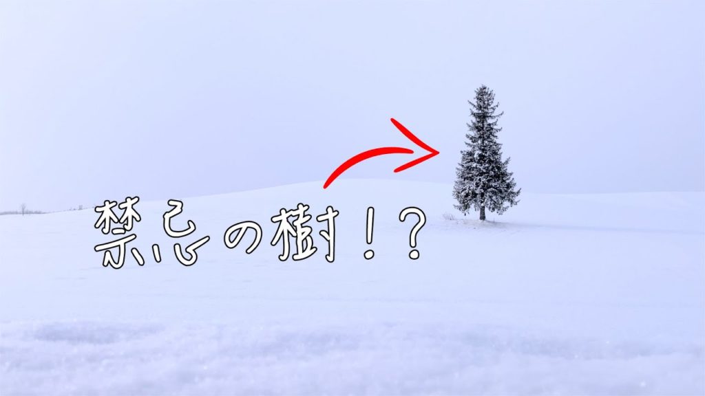 出發前往美瑛，拍攝禁忌的聖誕樹！？｜北海道自駕遊 #北海道自駕遊 #美瑛 #廣東話