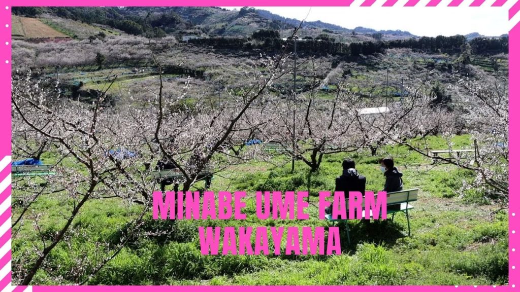 梅の花が満開 南部梅林 Minabe Ume Farm Travel Japan うろうろ日高郡 梅干し