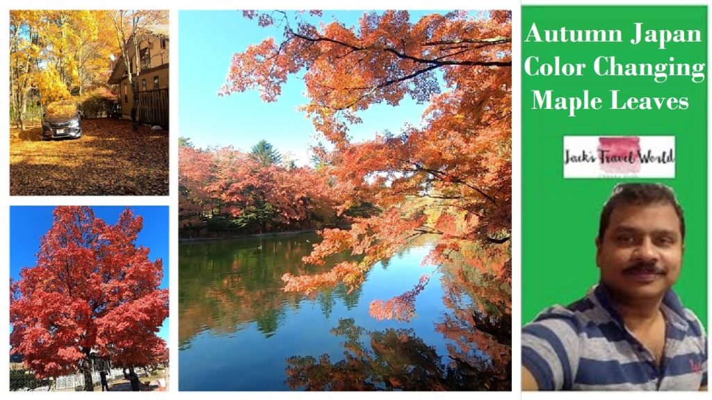 Autumn | Maples | Color Change | Japan (ജപ്പാനിലെ വർണാഭമായ ശരത്കാലം)