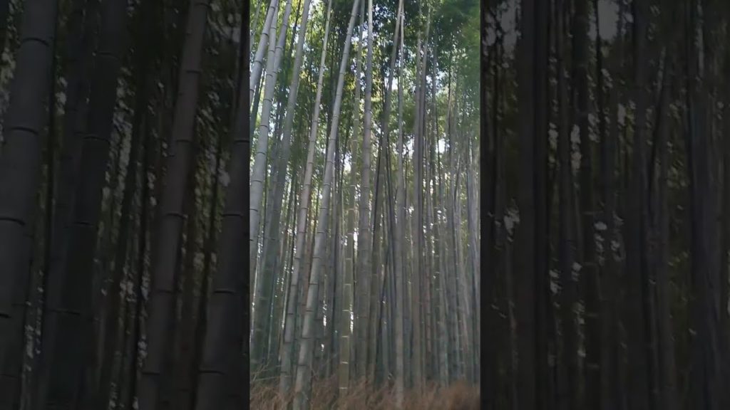 Kyoto - Arashiyama Bamboo Forest