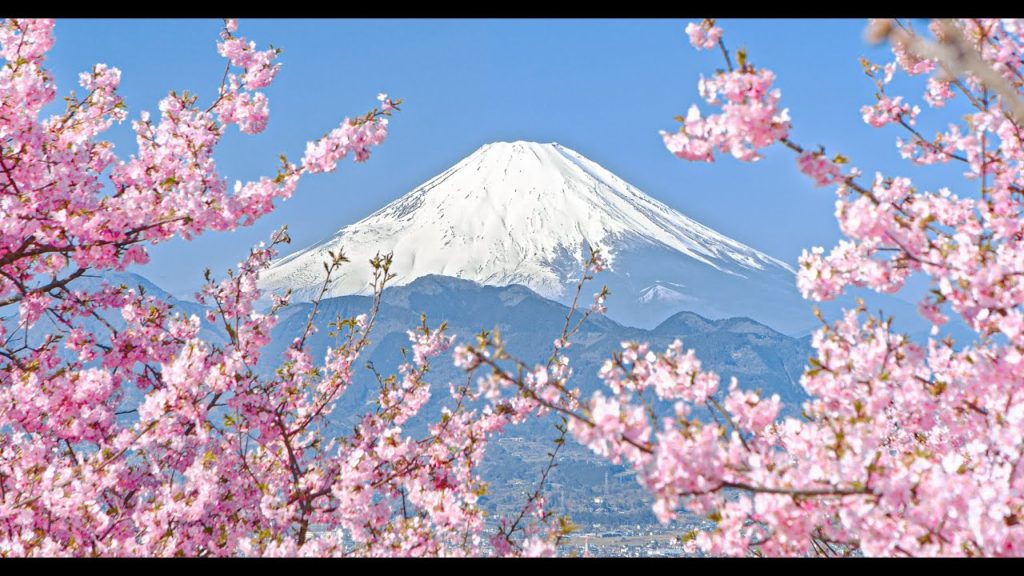 [6K to 4K] 初春の富士山と河津桜 - Mt. Fuji and Cherry Blossoms in February - (shot on BMPCC6K)
