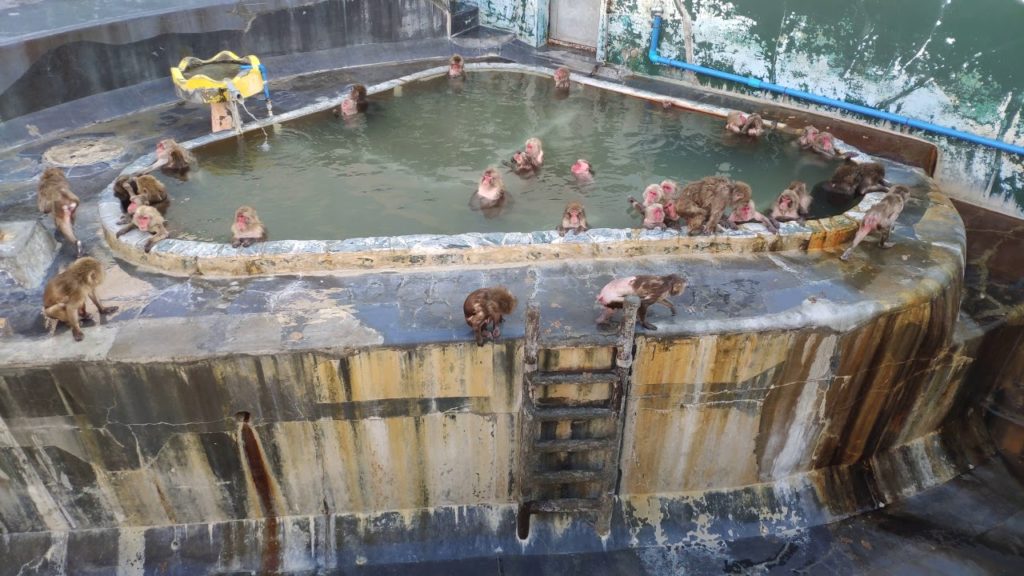 2020函館猴子泡溫泉 サル溫泉 Hakodate Monkey Onsen 20200212 14:51