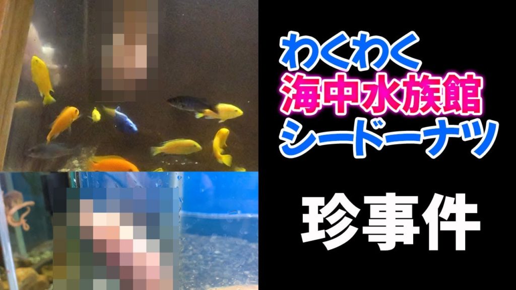 上天草市のシードーナツでイルカと遊ぶ!水族館の中は珍しい動物に、珍事件まで・・!【熊本観光】 上天草市のシードーナツでイルカと遊ぶ!水族館の中は珍しい動物に、珍事件まで・・!【熊本観光】