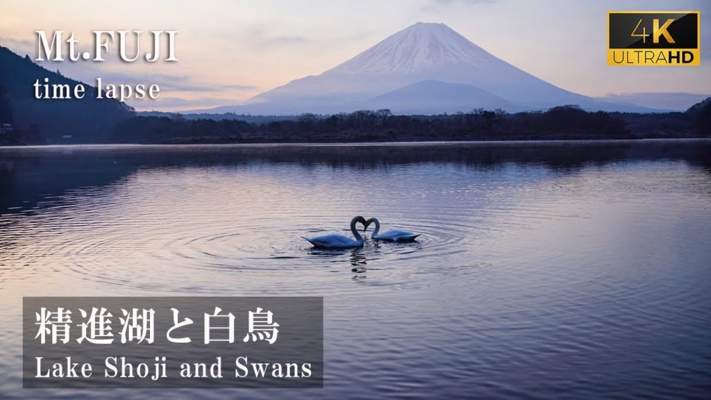 [4K]【精進湖と白鳥】Lake Shoji and Swans 富士山 Mt.Fuji タイムラプス time-lapse