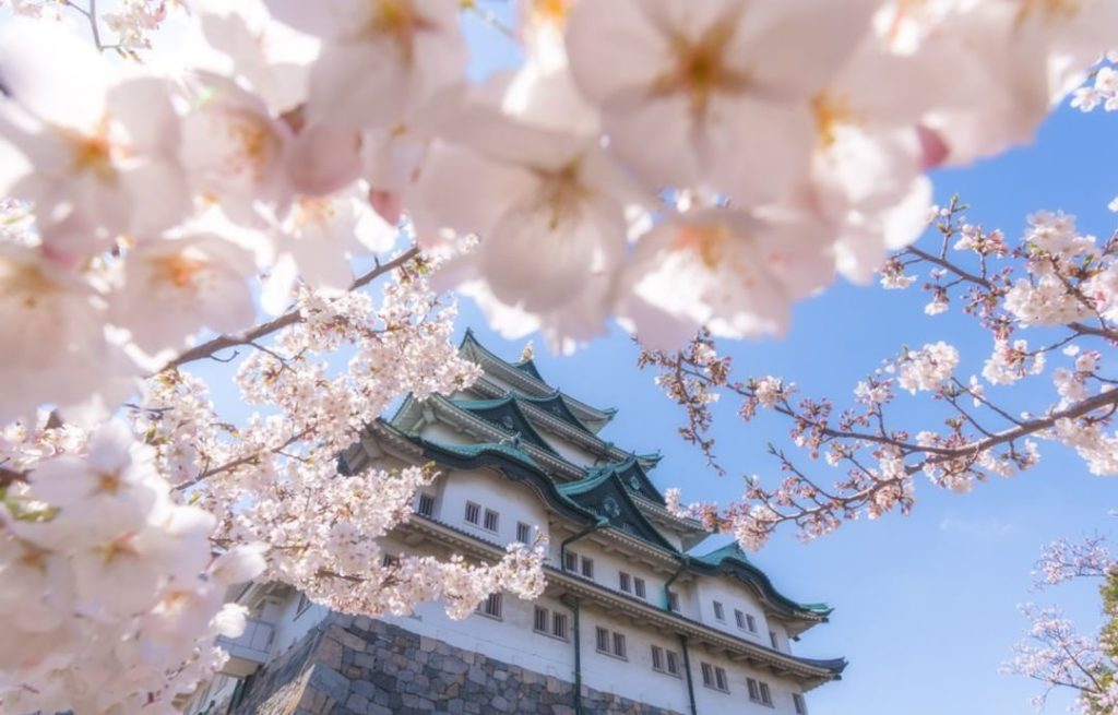 During these chilly days all you can do is dream of spring! 
Nagoya Castle is a ...