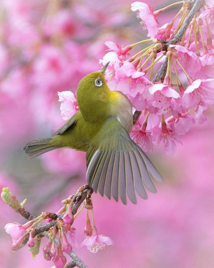 With spring just around the corner, it's a good idea to check the sakura forecas...