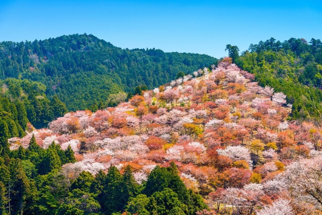 Located in Nara Prefecture in Japan’s Kansai region, Mount Yoshino is a stunning...