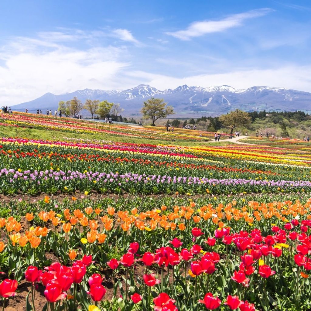 Visit Japan: This is not Hokkaido! Nasu Flower World is actually located in Tochigi Prefectur… This is not Hokkaido! Nasu Flower World is actually located in Tochigi Prefectur...