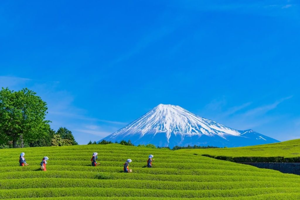 Visit Japan: Shizuoka Prefecture in central Japan has been growing tea since the mid-12th cen… Shizuoka Prefecture in central Japan has been growing tea since the mid-12th cen...