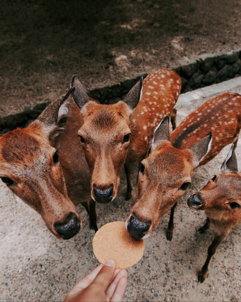Japan Travel: When you’ve got the good snacks, naturally everyone else wants a bite too…
: @… When you've got the good snacks, naturally everyone else wants a bite too...
: @...