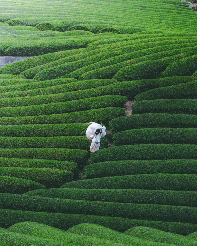 Wazuka-cho is in Kyoto Prefecture, and is a region of Japan with a long history ...