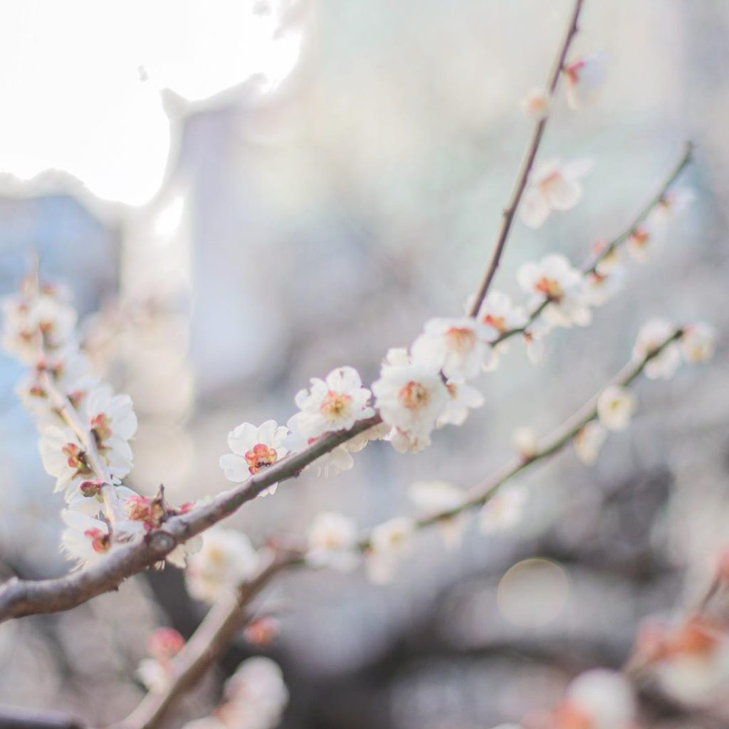 The blossoms are beginning to bloom in Tokyo!

#UnitedByEmotion #Tokyo2020...