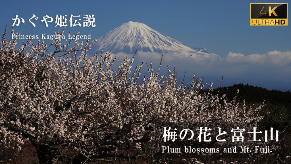 [4K]【かぐや姫伝説】Princess Kaguya Legend 富士山と梅の花 Plum blossoms and Mt. Fuji 岩本山公園