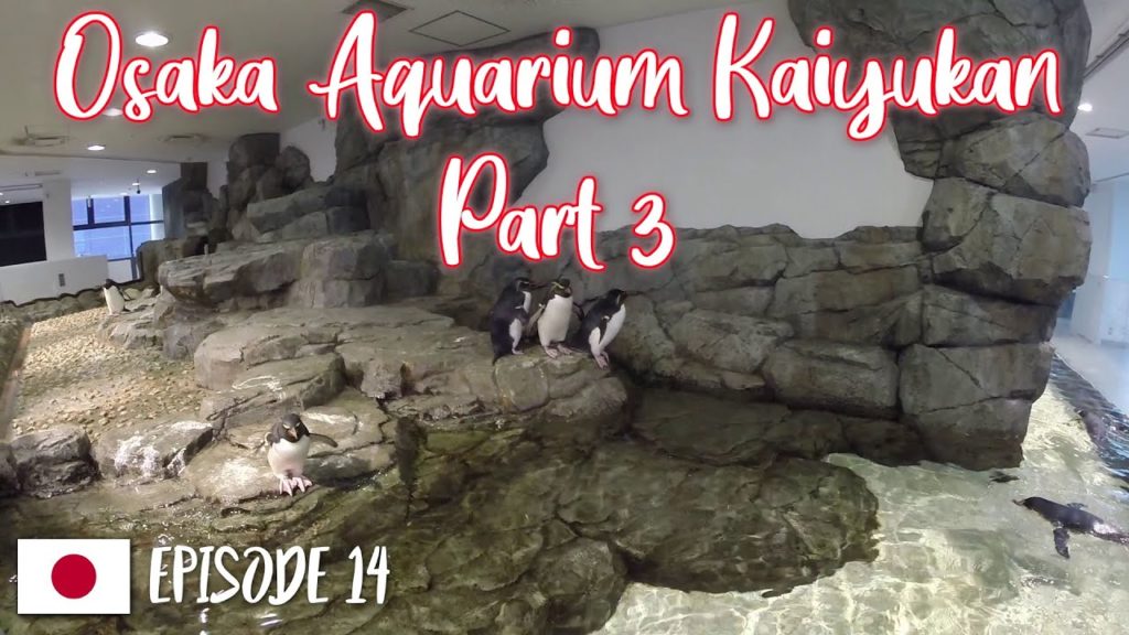 Osaka Aquarium Kaiyukan Part 3 | Japan Travel Vlog Episode 14 Osaka Aquarium Kaiyukan Part 3 | Japan Travel Vlog Episode 14