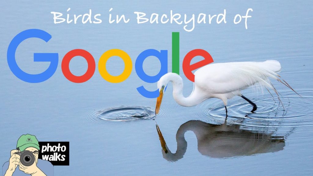 "Google’s backyard birds"— a Photowalk