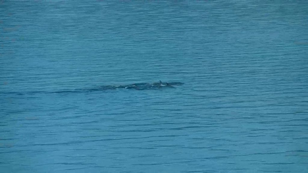 鹿児島の錦江湾にイルカを見た！