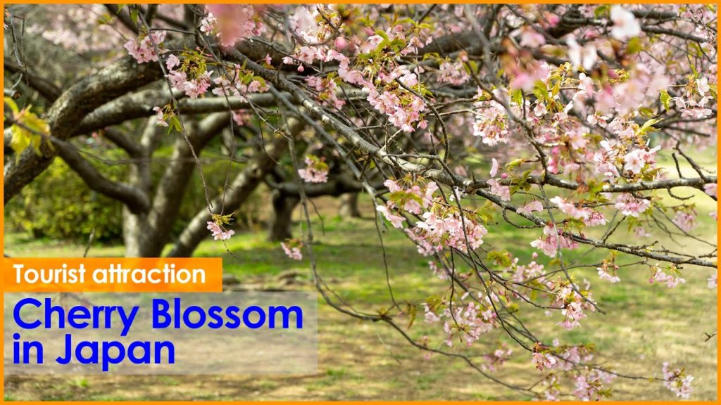 (Cherry Blossom Japan 2020🌸) Kawazu Cherry Blossom of Sakura Castle Ruins Park #河津桜 #佐倉城址公園 4K HDR (Cherry Blossom Japan 2020🌸) Kawazu Cherry Blossom of Sakura Castle Ruins Park #河津桜 #佐倉城址公園 4K HDR