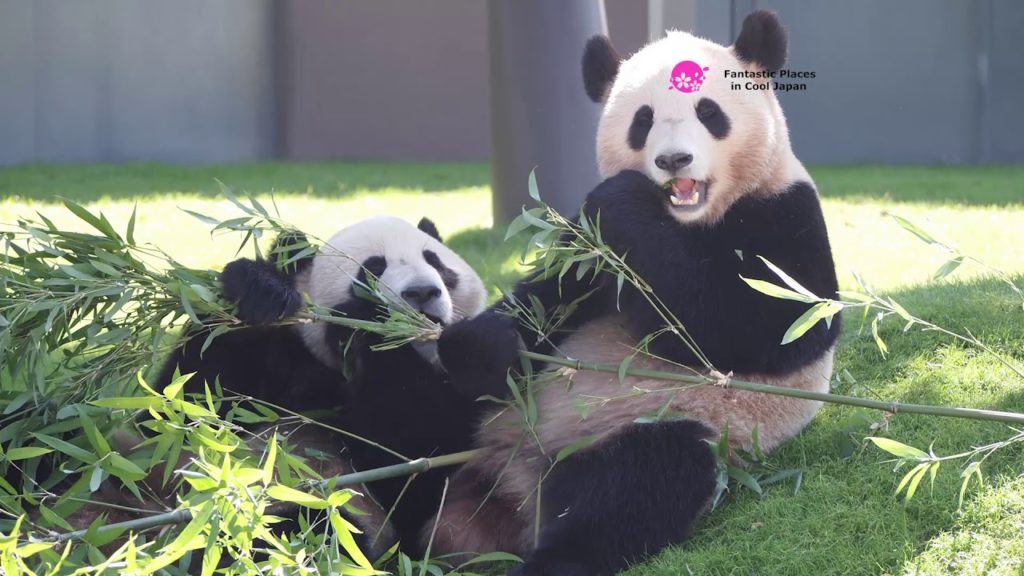 Wakayama Adventure World, Wakayama Wakayama Adventure World, Wakayama