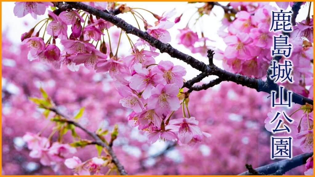 (Cherry Blossom Japan 2020🌸) Kawazu Cherry Blossom of Kashima Shiroyama Park After Rain #河津桜 #鹿島城山公園