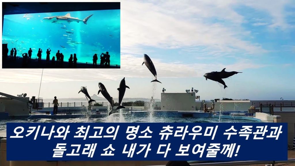 세계 최대규모의 오키나와 츄라우미 수족관과 해양박공원 돌고래쇼를 보여 보여 드립니다! 오키나와 북부 가족 나들이 2탄! Okinawa Churaumi Aquarium