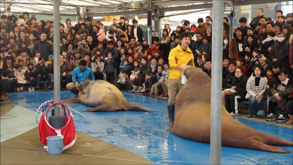 Japan Tour, Toba Aquarium, 鳥羽水族館