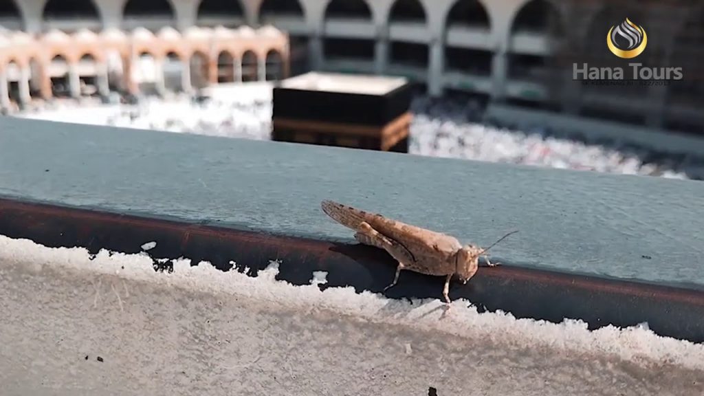 Umroh Plus Turki 12 Hari (Festival Tulip) Hana Tours & Travel